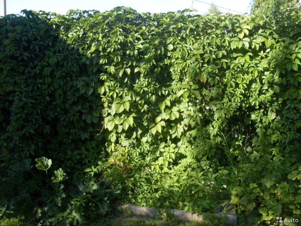 Девичий виноград пятилисточковый Лиана
