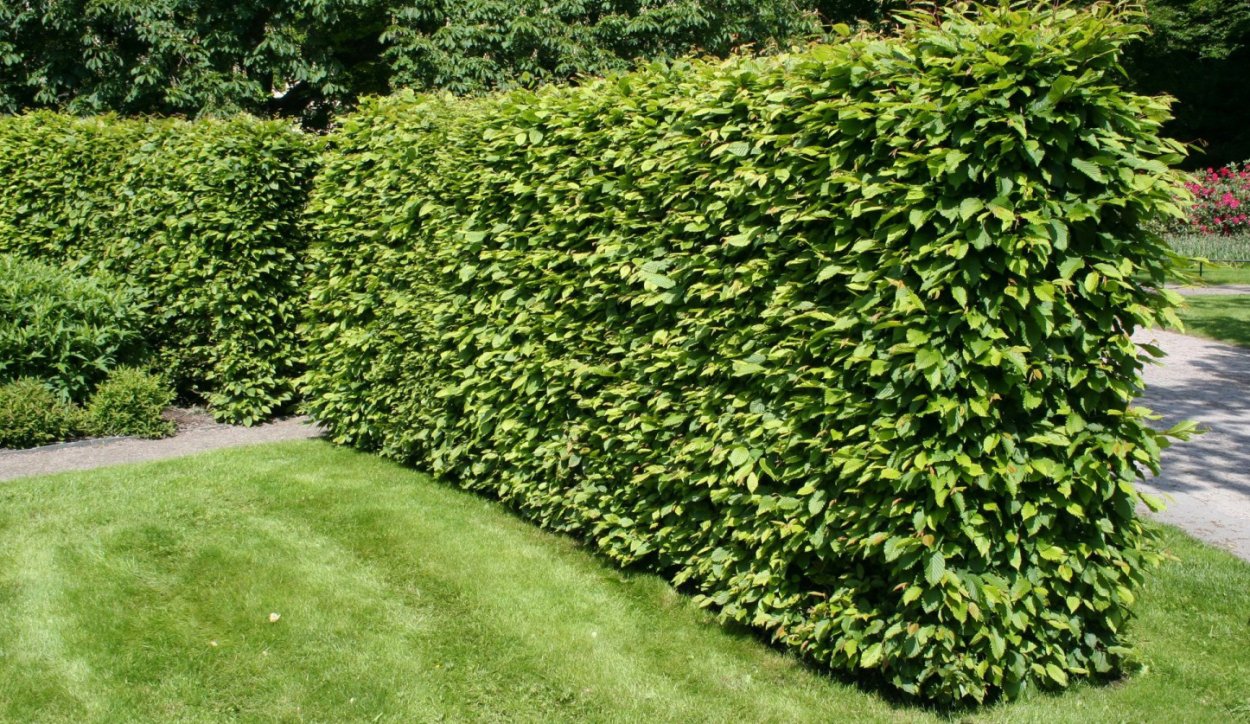 Кипарис *macrocarpa Goldcrest