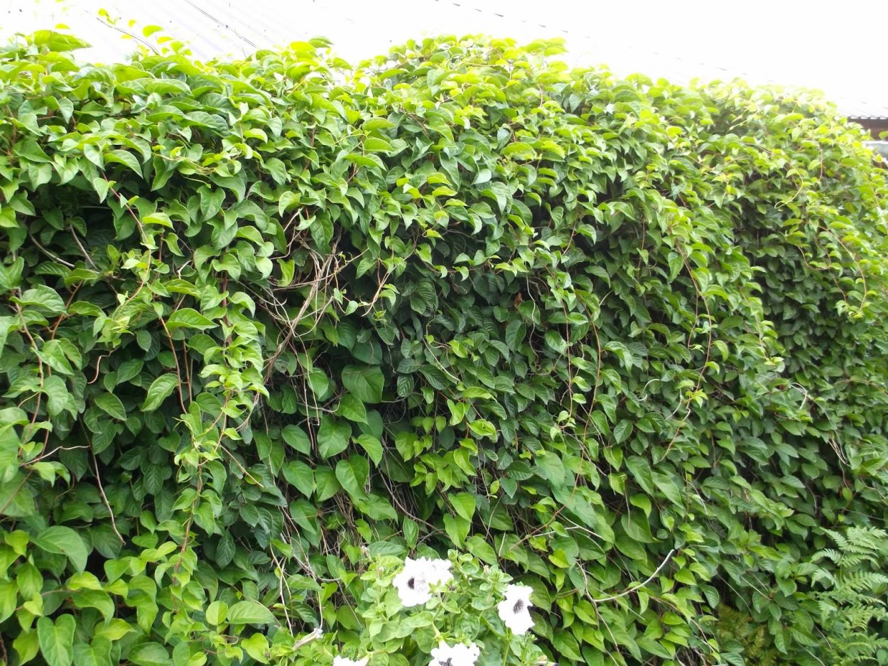 Девичий виноград (партеноциссус) - Лиана