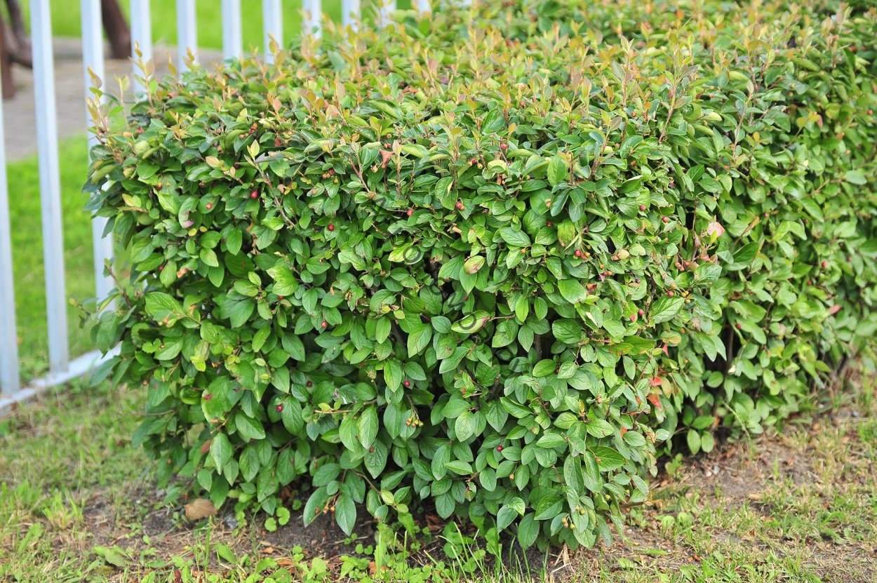 Ирга канадская Живая изгородь