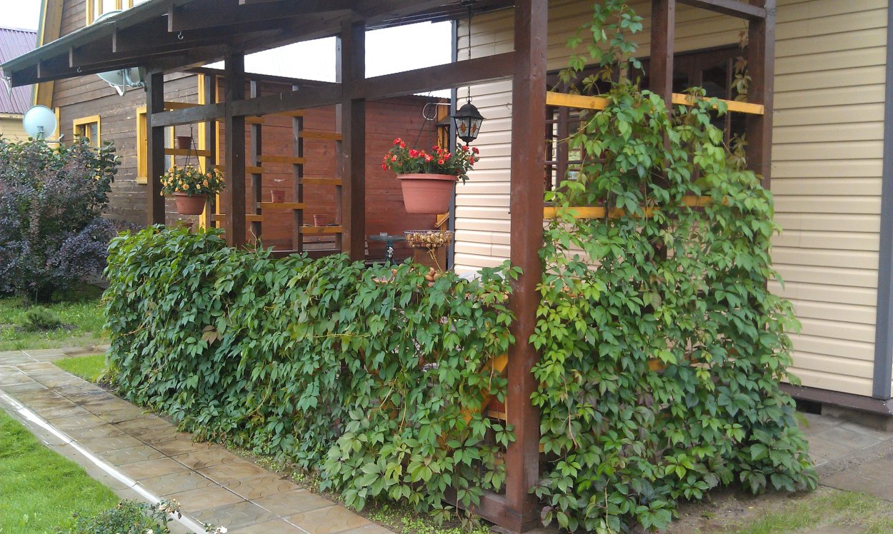 Дальневосточный бамбук Живая изгородь