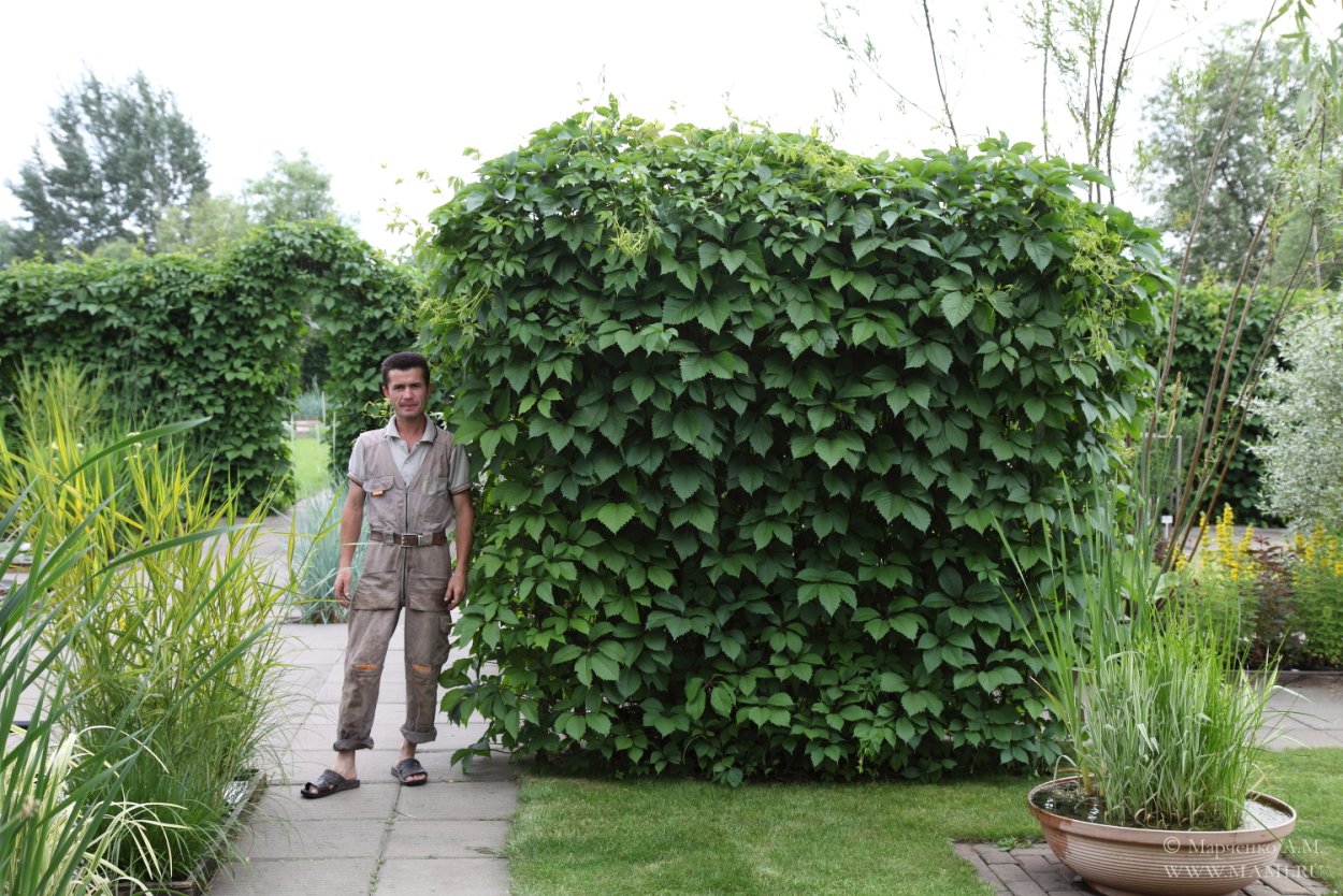 Древогубец изгородь