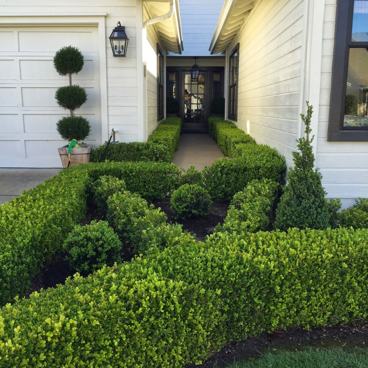 Актинидия коломикта на перголе