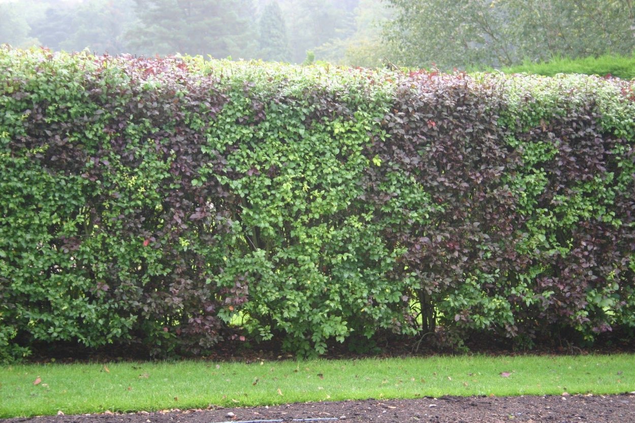 Эхиноцистис Живая изгородь арка