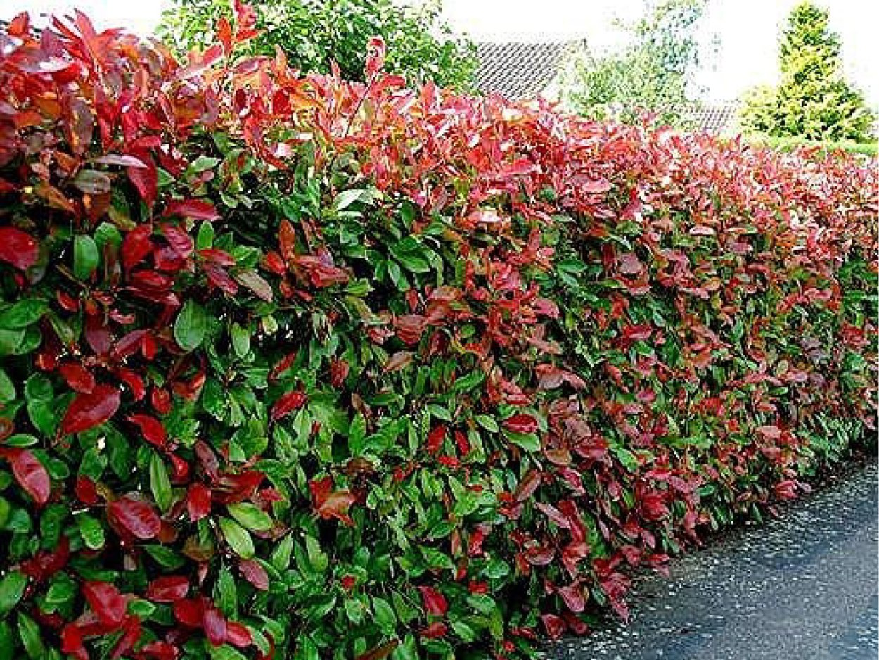 Лимонник китайский изгородь