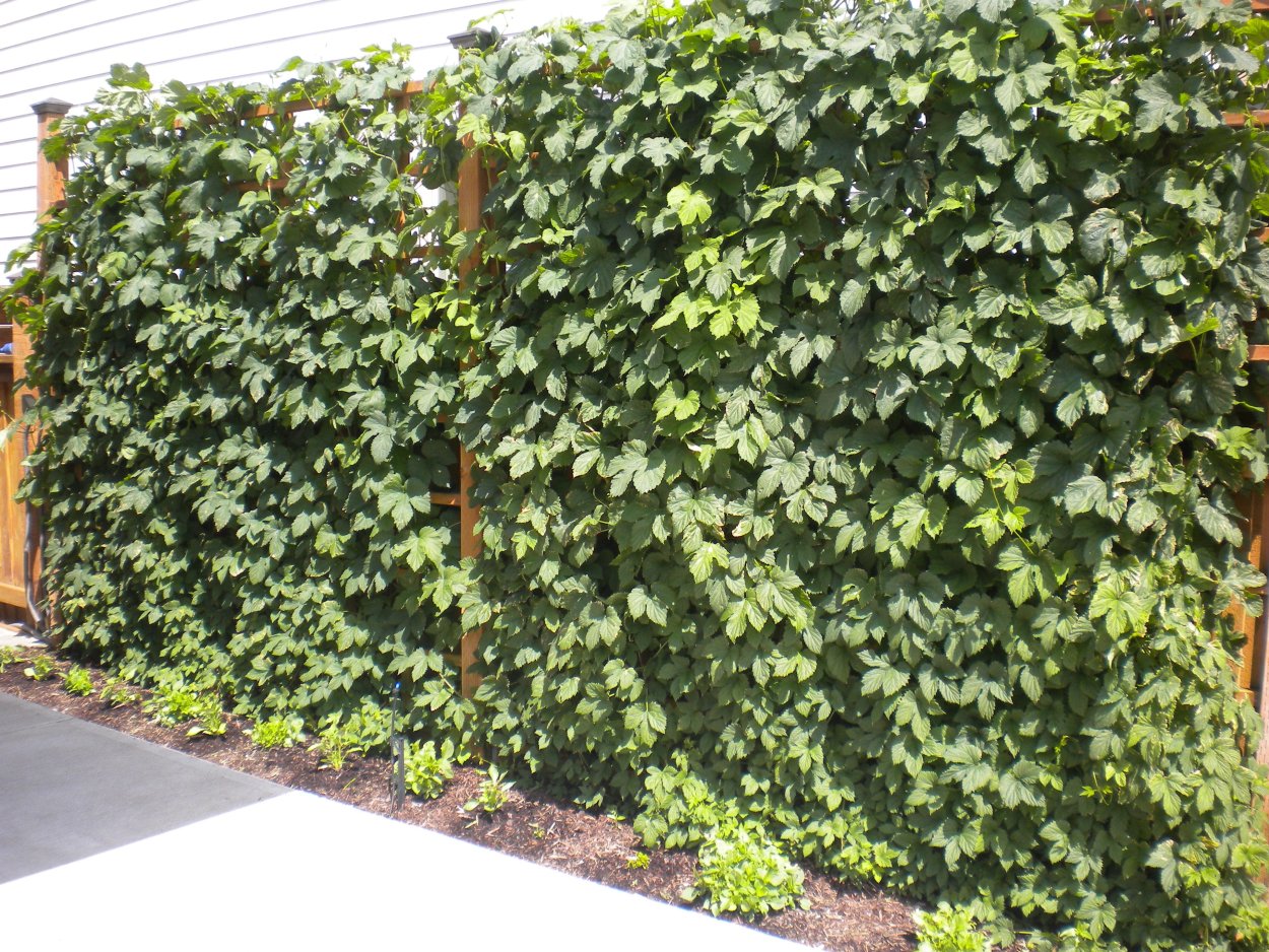 Дворовые кусты