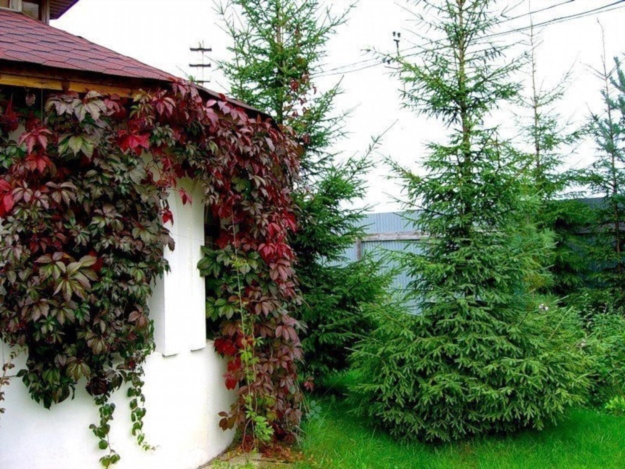 Растение Лиана актинидия