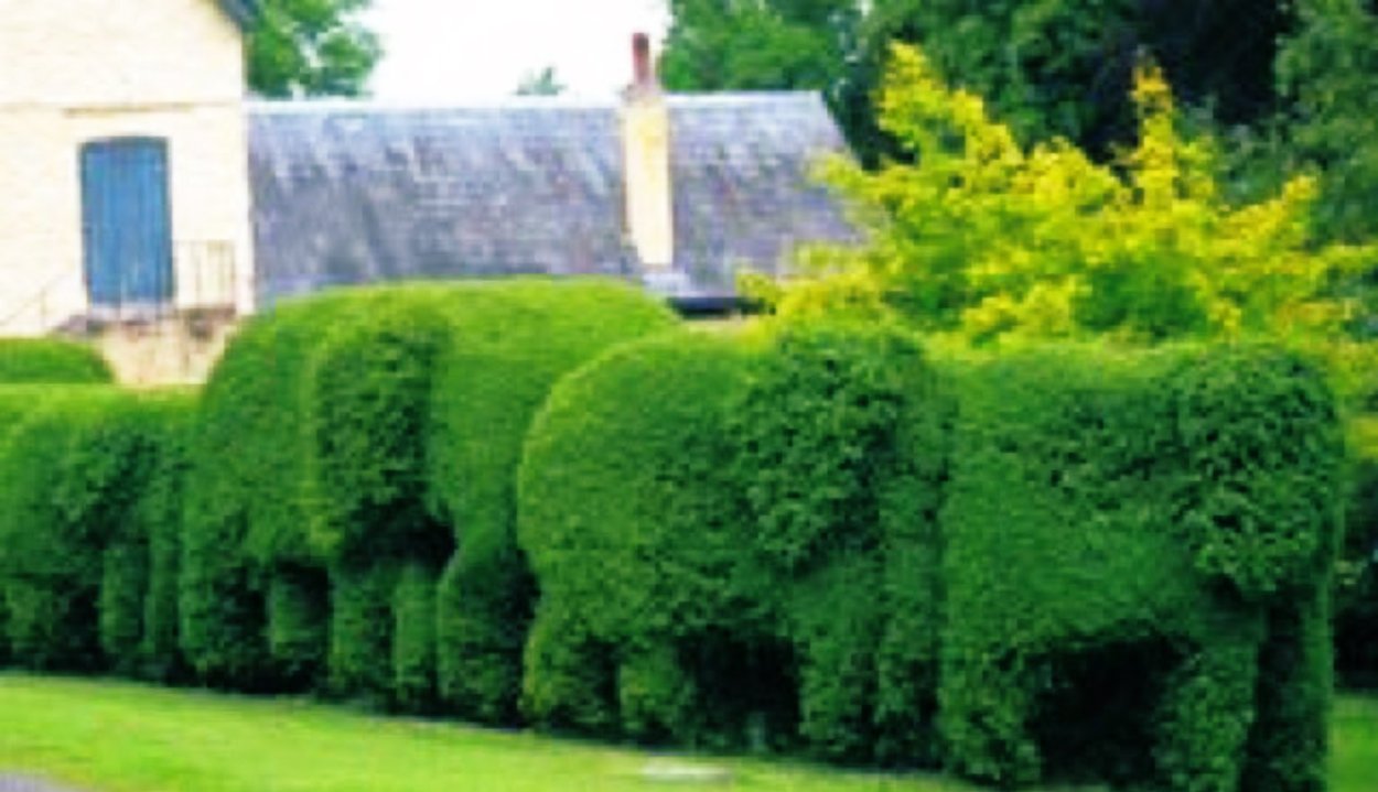 Высокая Живая изгородь быстрорастущая