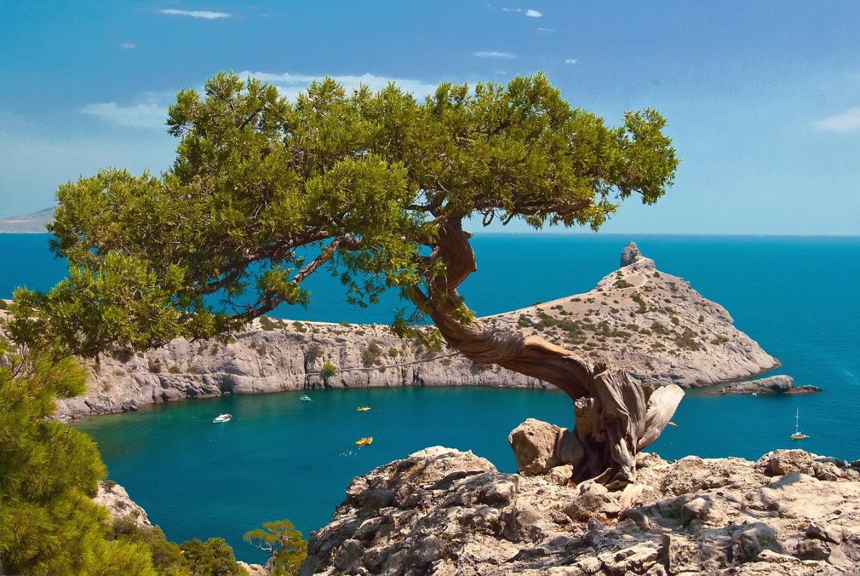 Сосна Станкевича в Крыму