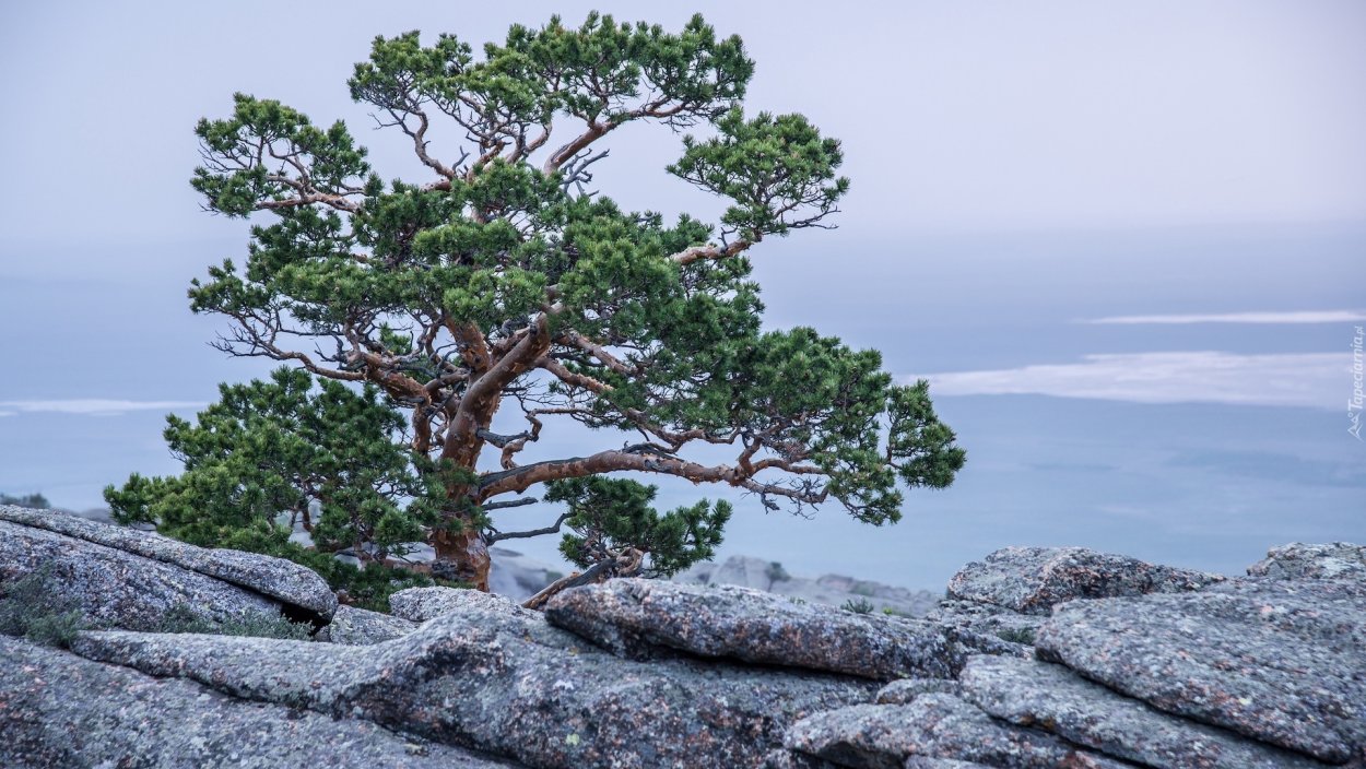 Новый свет сосна Станкевича