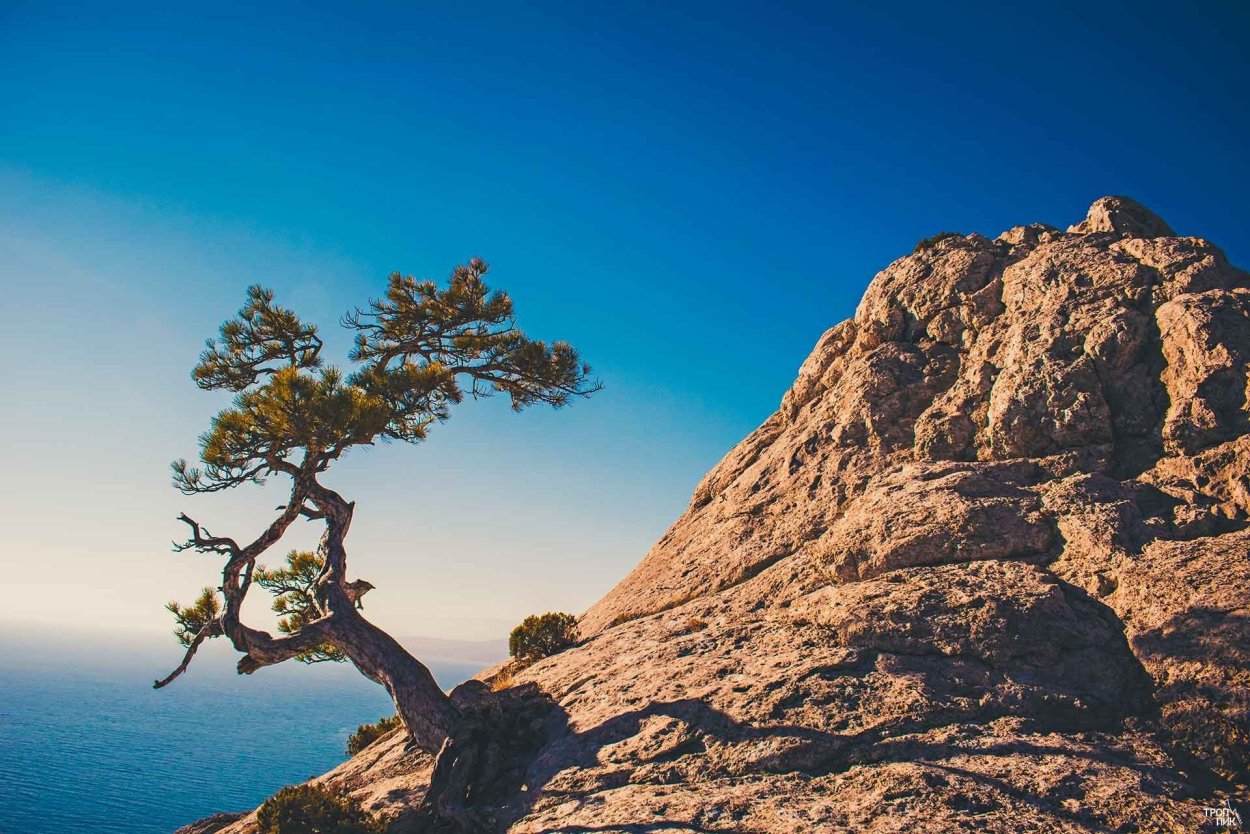 Сосна Станкевича (Судакская)