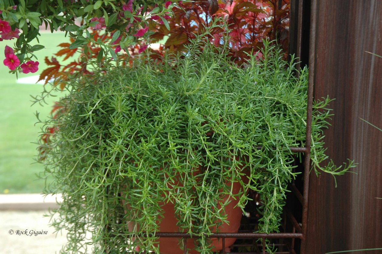 Розмарин ампельный