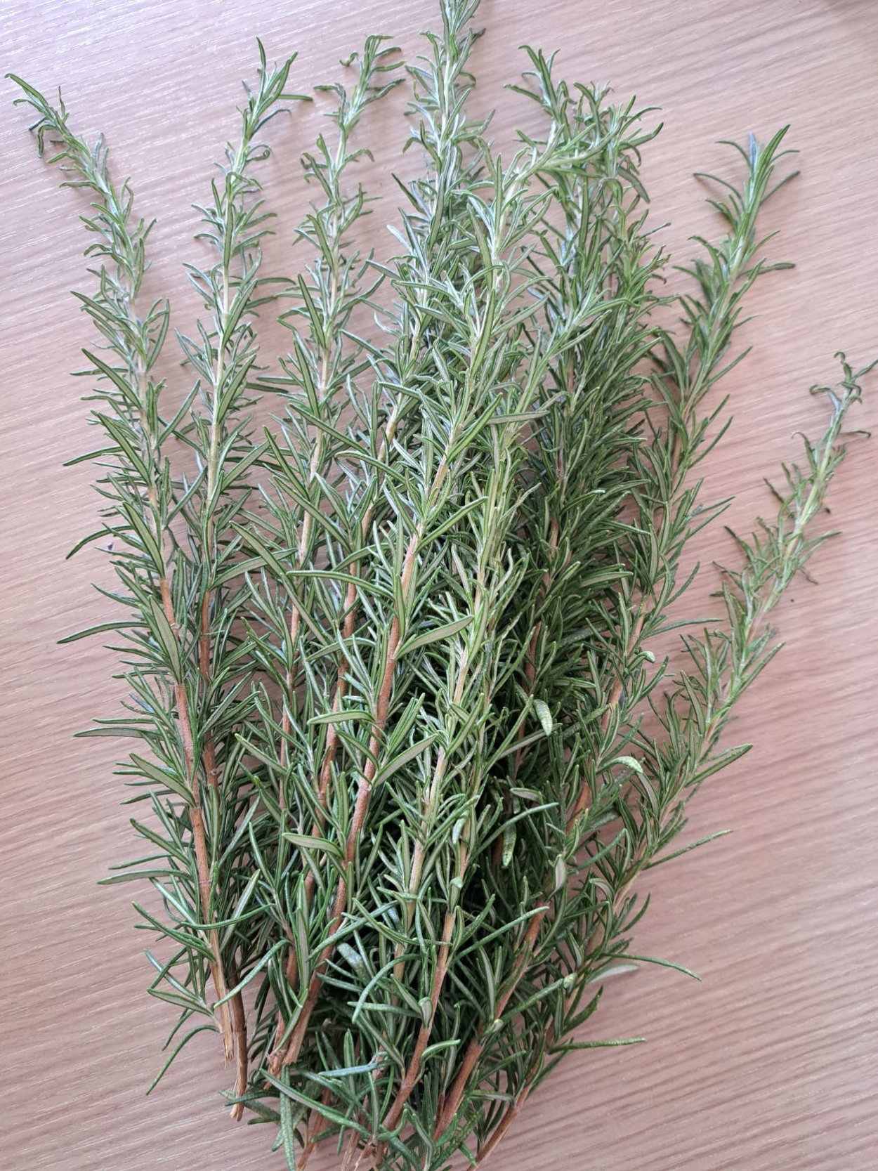 Пряные травы картинки