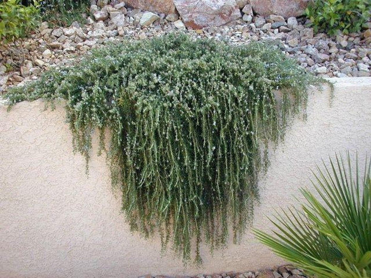 Петуния Виста Сильверберри