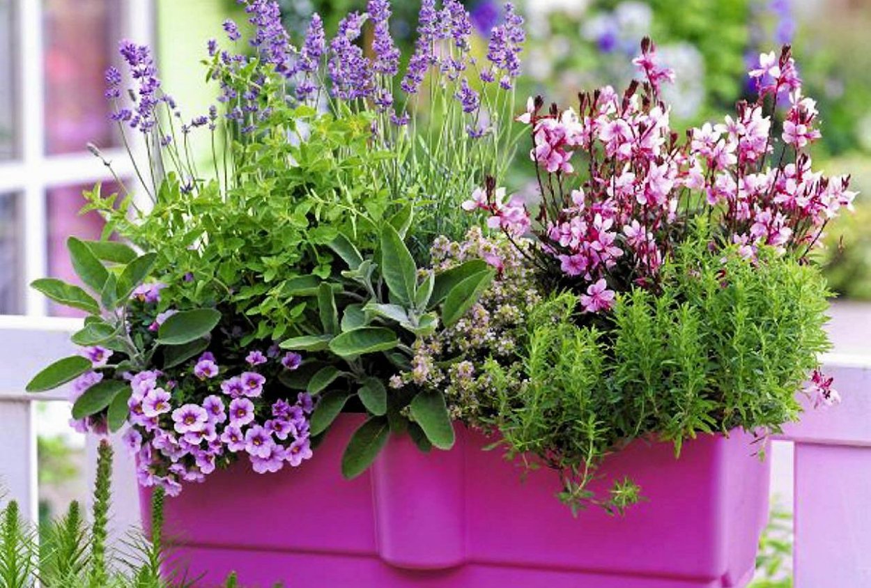 Остеоспермум дихондра