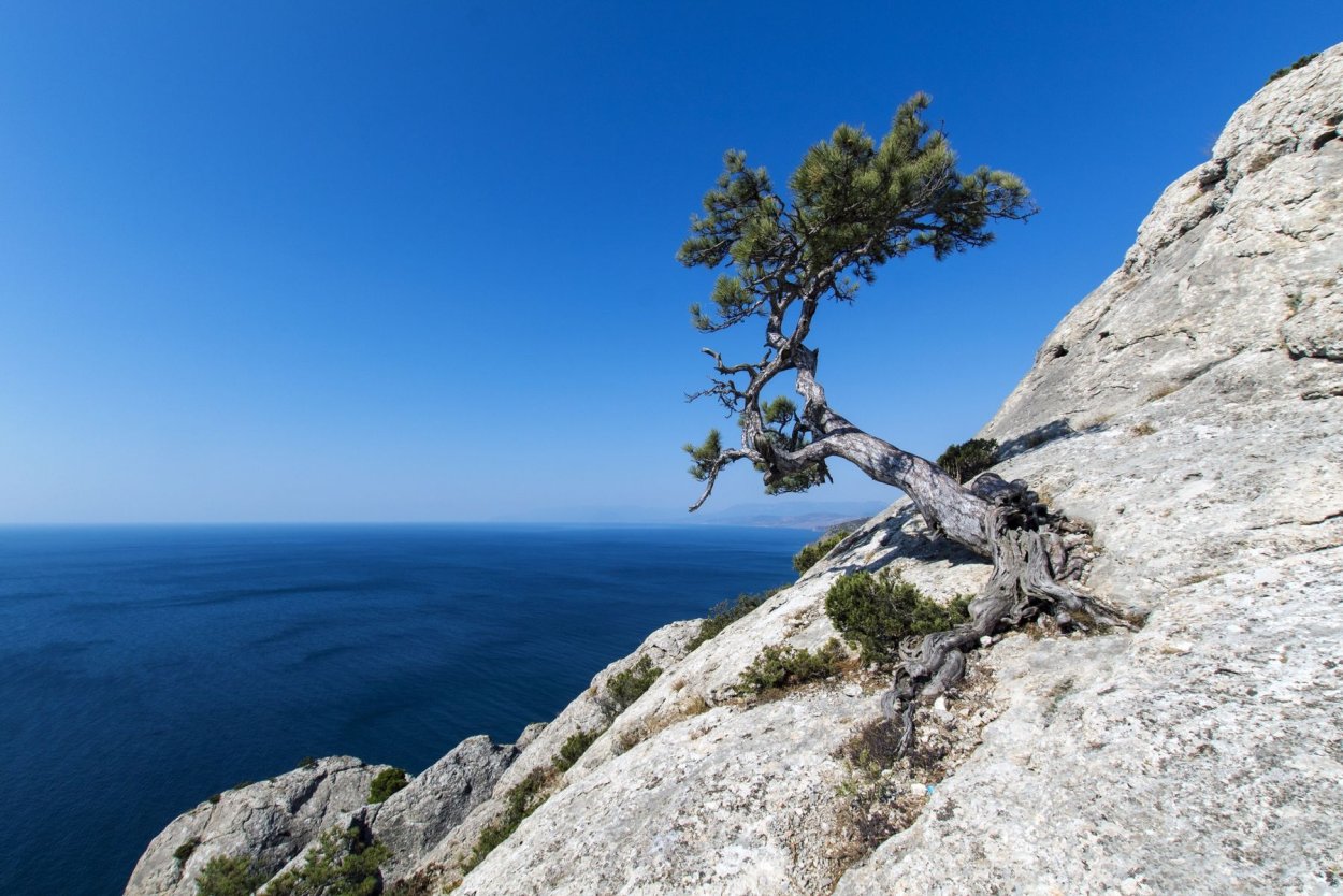 Кривая сосна на скале