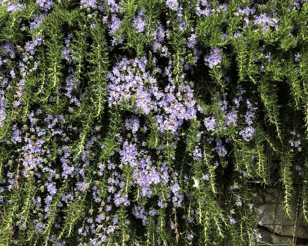 Rosmarinus officinalis Prostratus