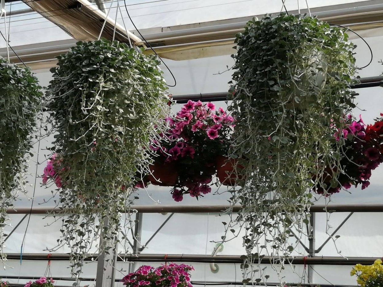 Дихондра Сильвер Фоллс