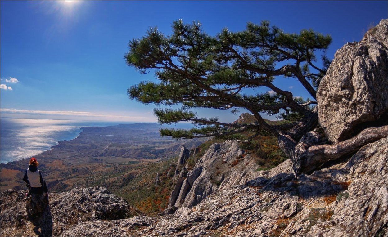 Сосна Станкевича (Судакская, Пицундская)