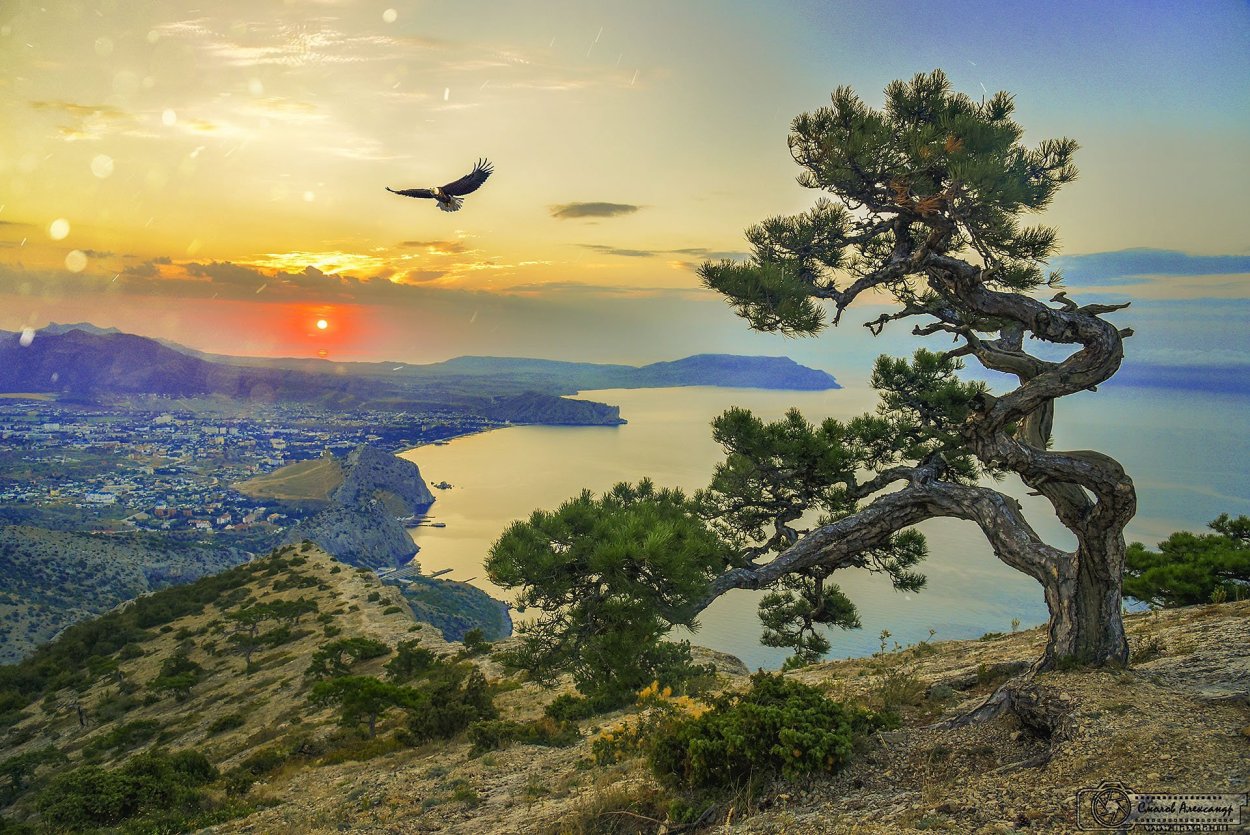 Дерево на скале