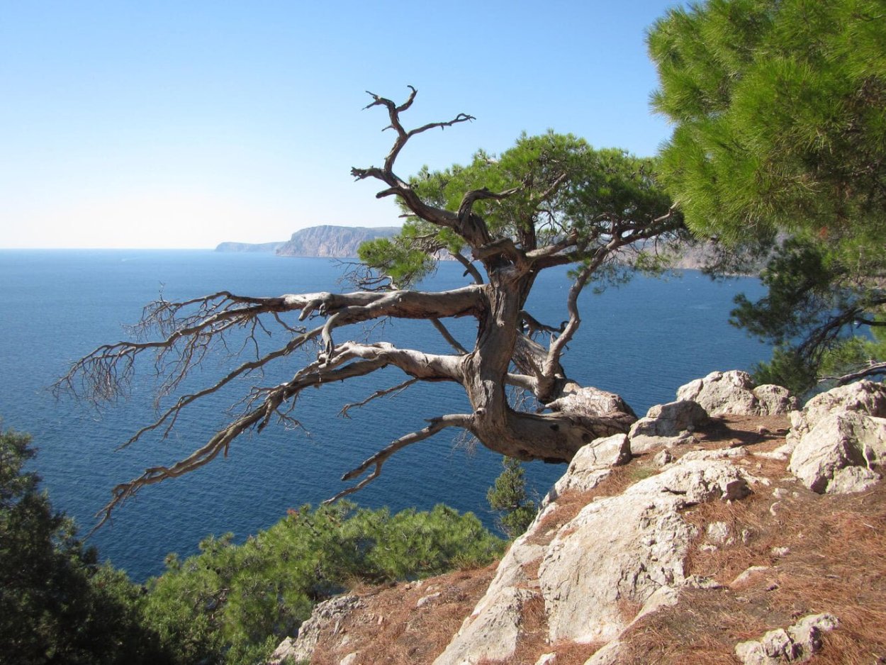 Реликтовая можжевеловая роща