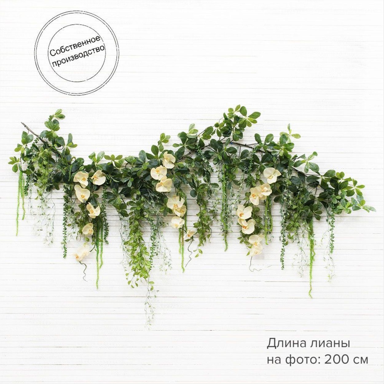 Цветок Бакопа ампельная