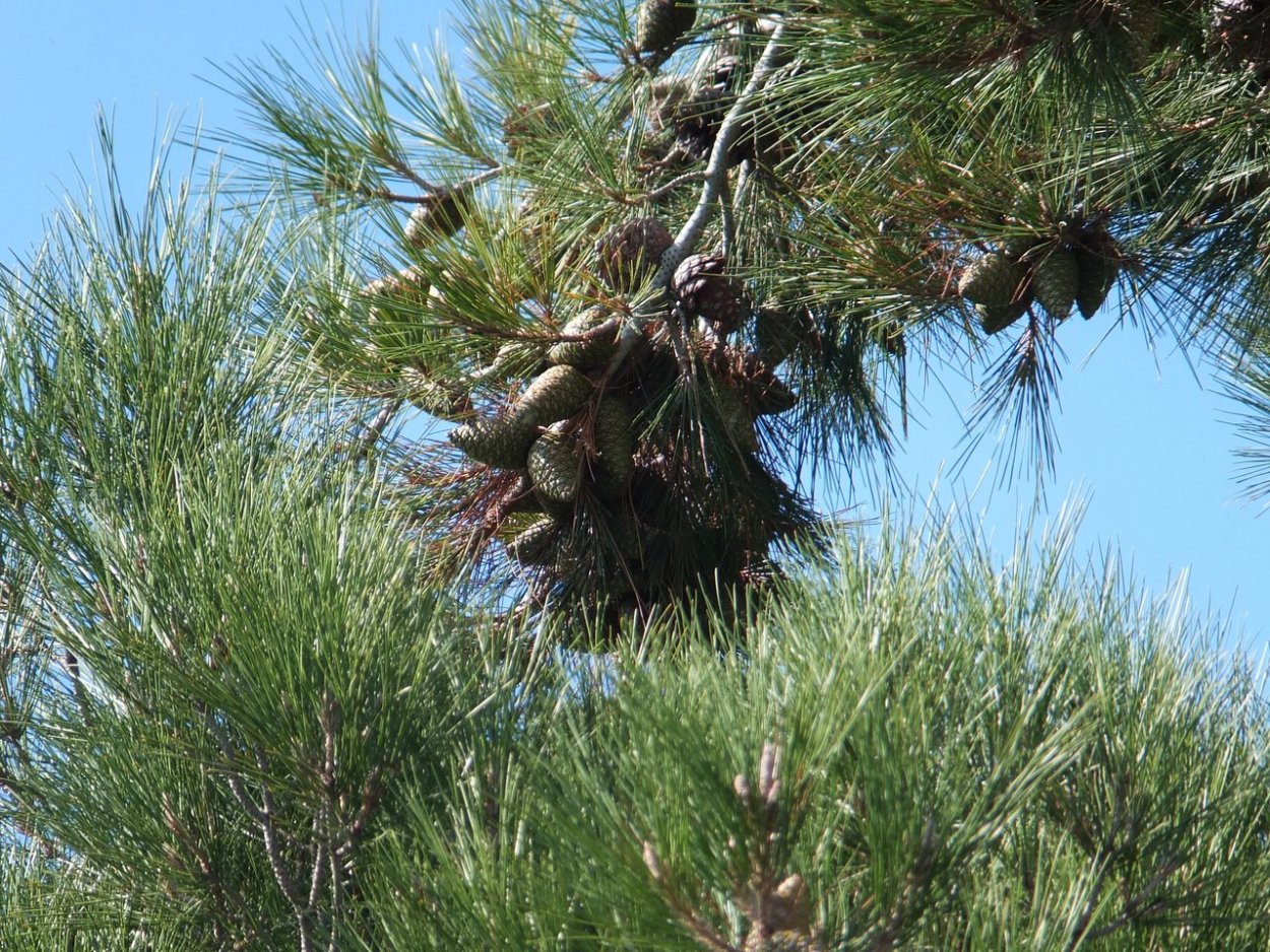 Сосна турецкая калабрийская