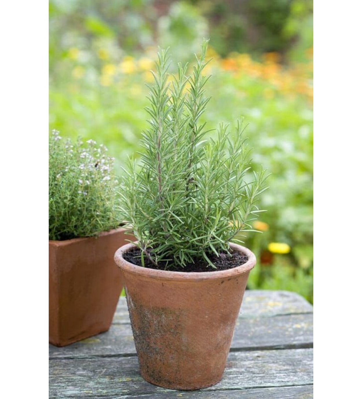 Ампельные розмарин Ривьера