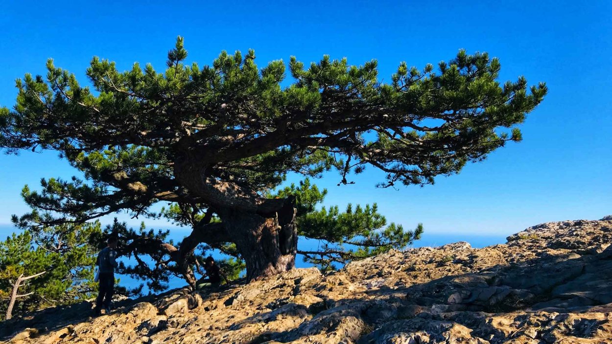 Берег Крыма горы сосны