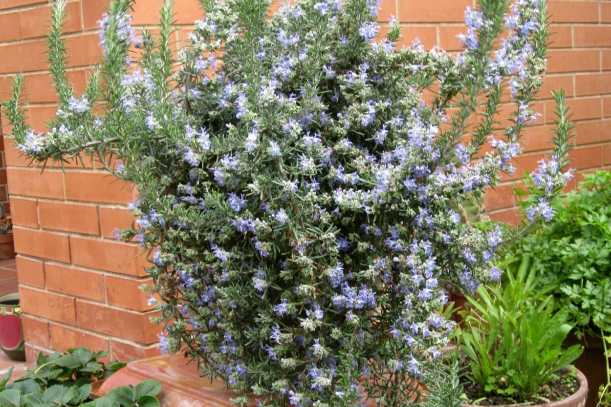 Петуния балконная