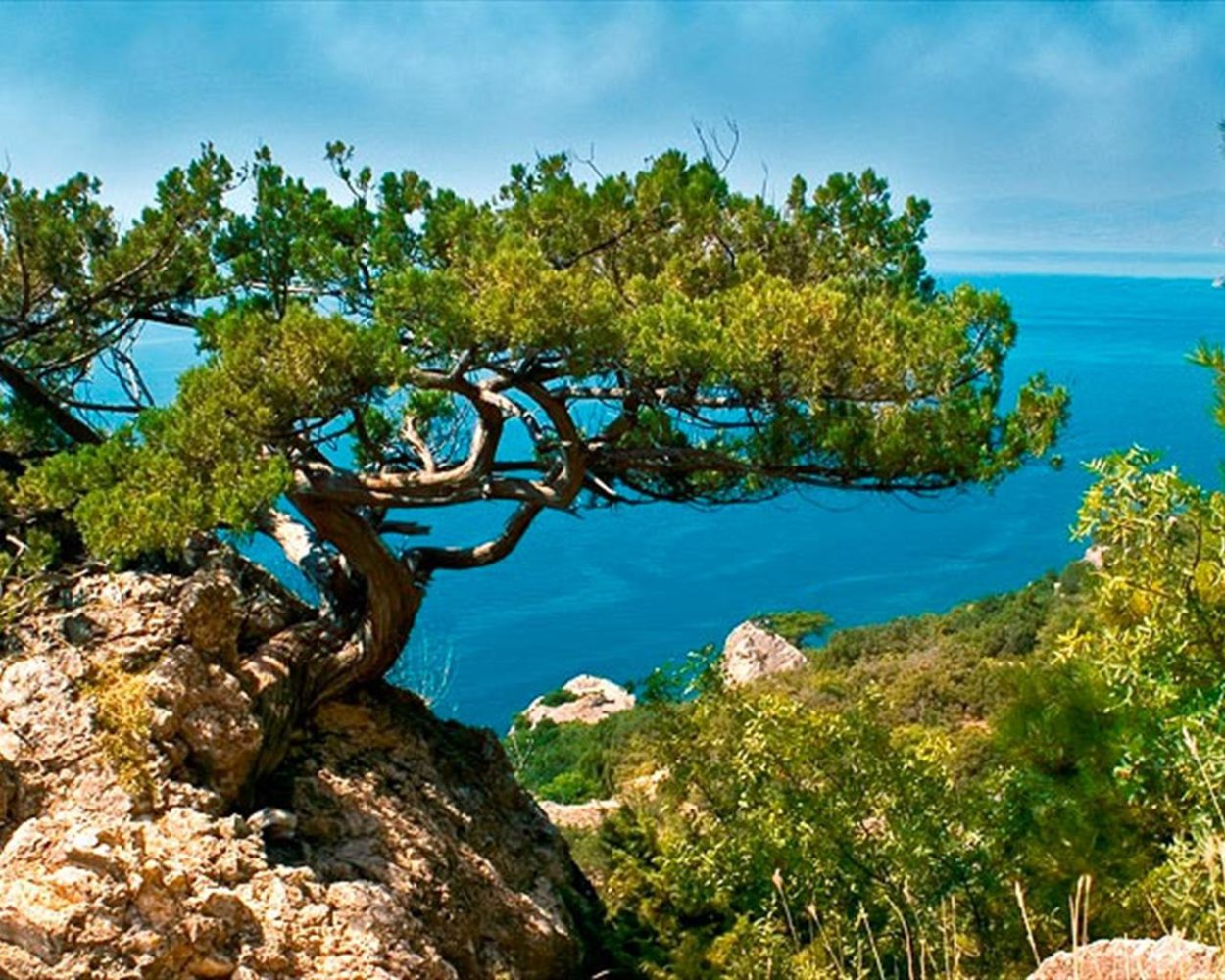 Пицундская сосна в Крыму