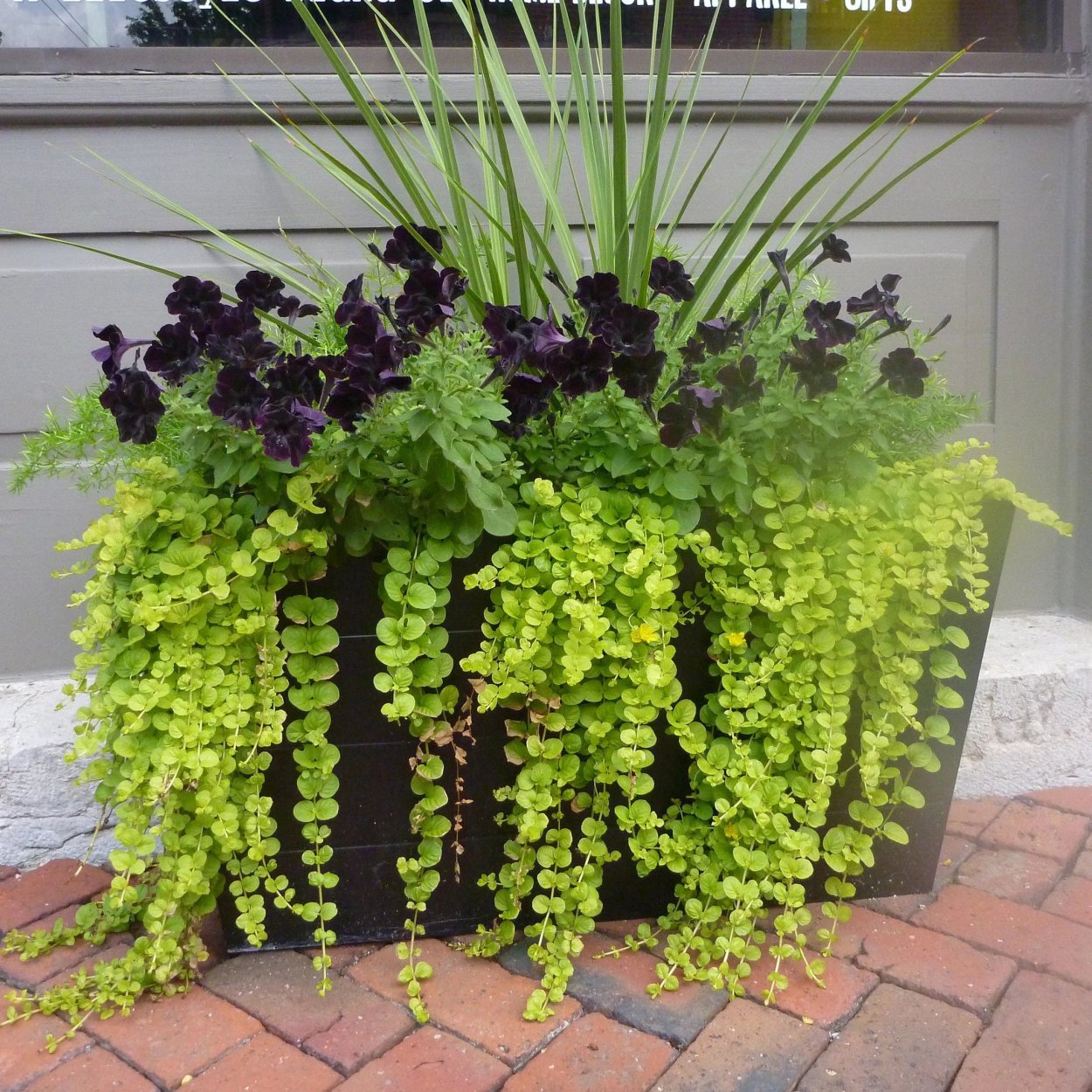 Петуния Лабулярия ампельная