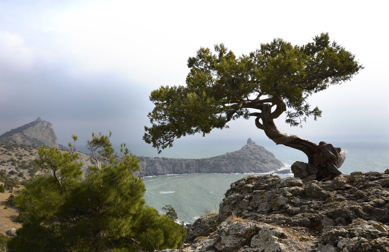 Сосна Станкевича мыс Айя