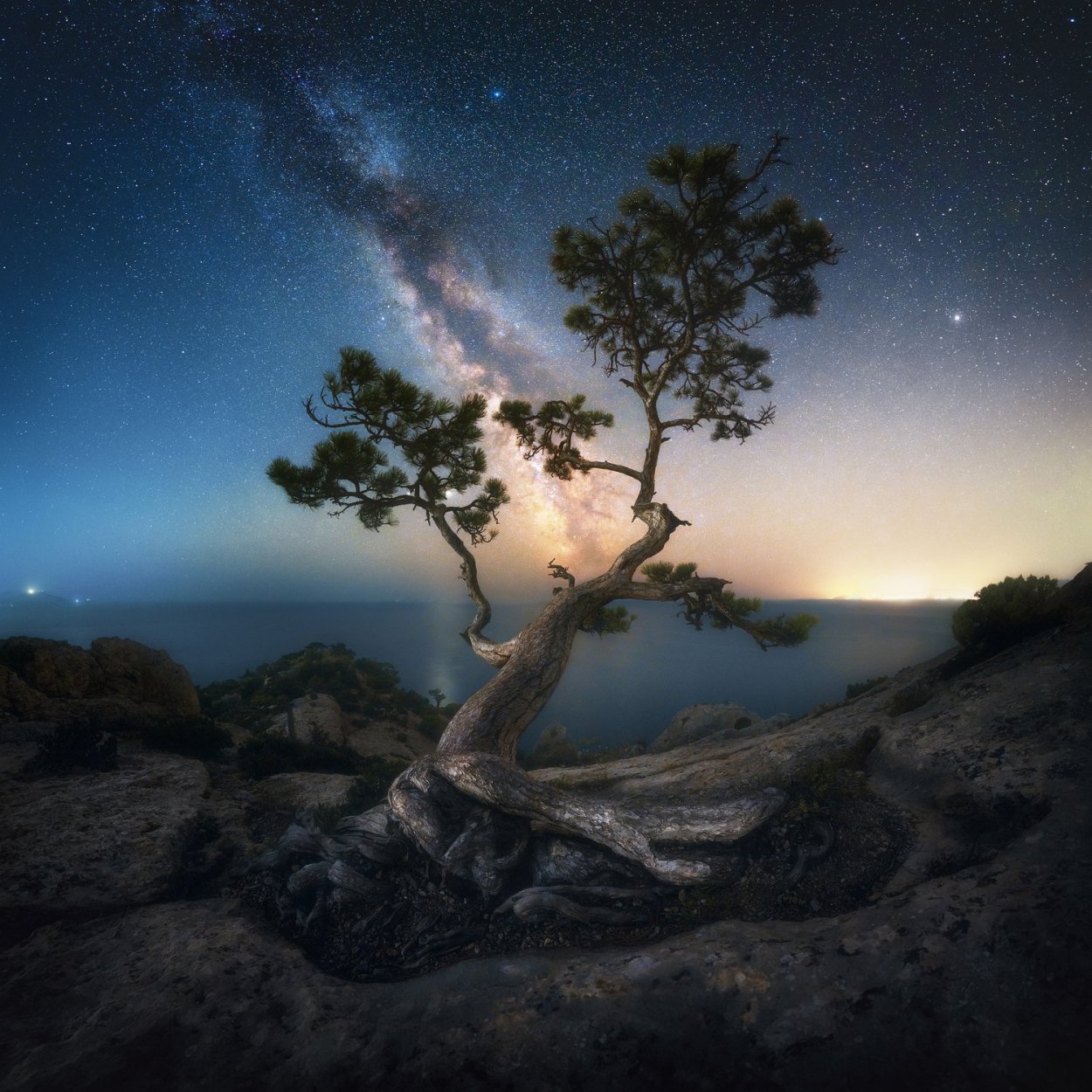 Крымская Горная сосна