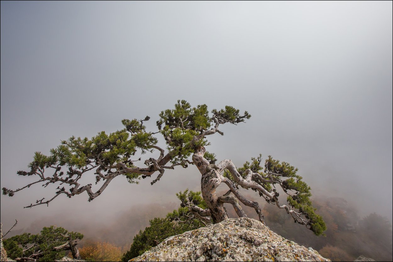 Сукко можжевеловая роща