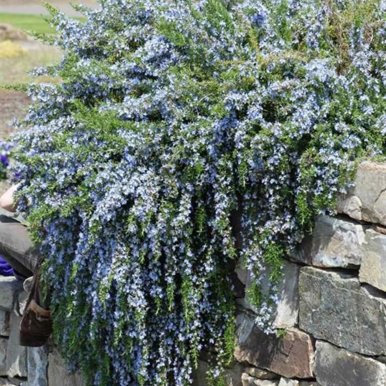 Rosmarinus officinalis Prostratus