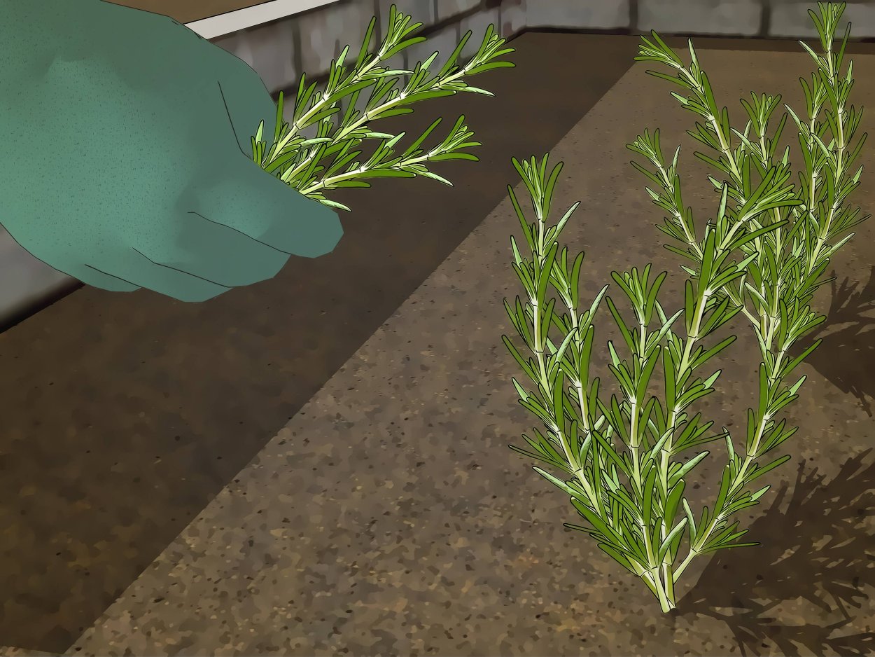 Розмарин Rosmarinus officinalis