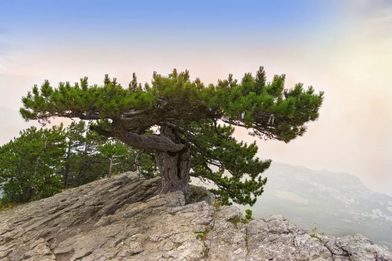 Сосна Коха (крючковатая)