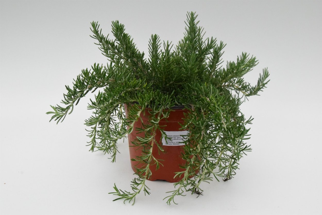 Rosmarinus officinalis Prostratus