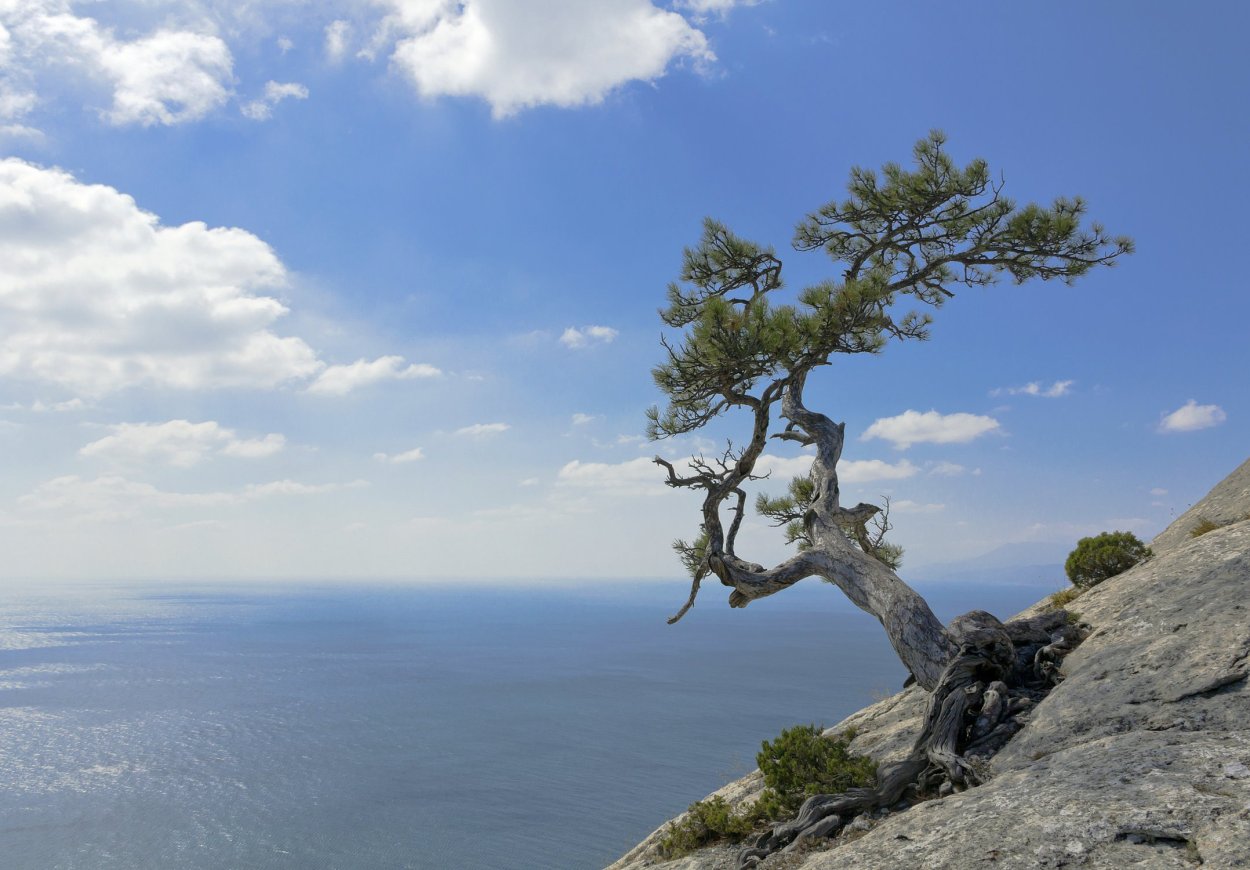 Новый свет сосна Станкевича