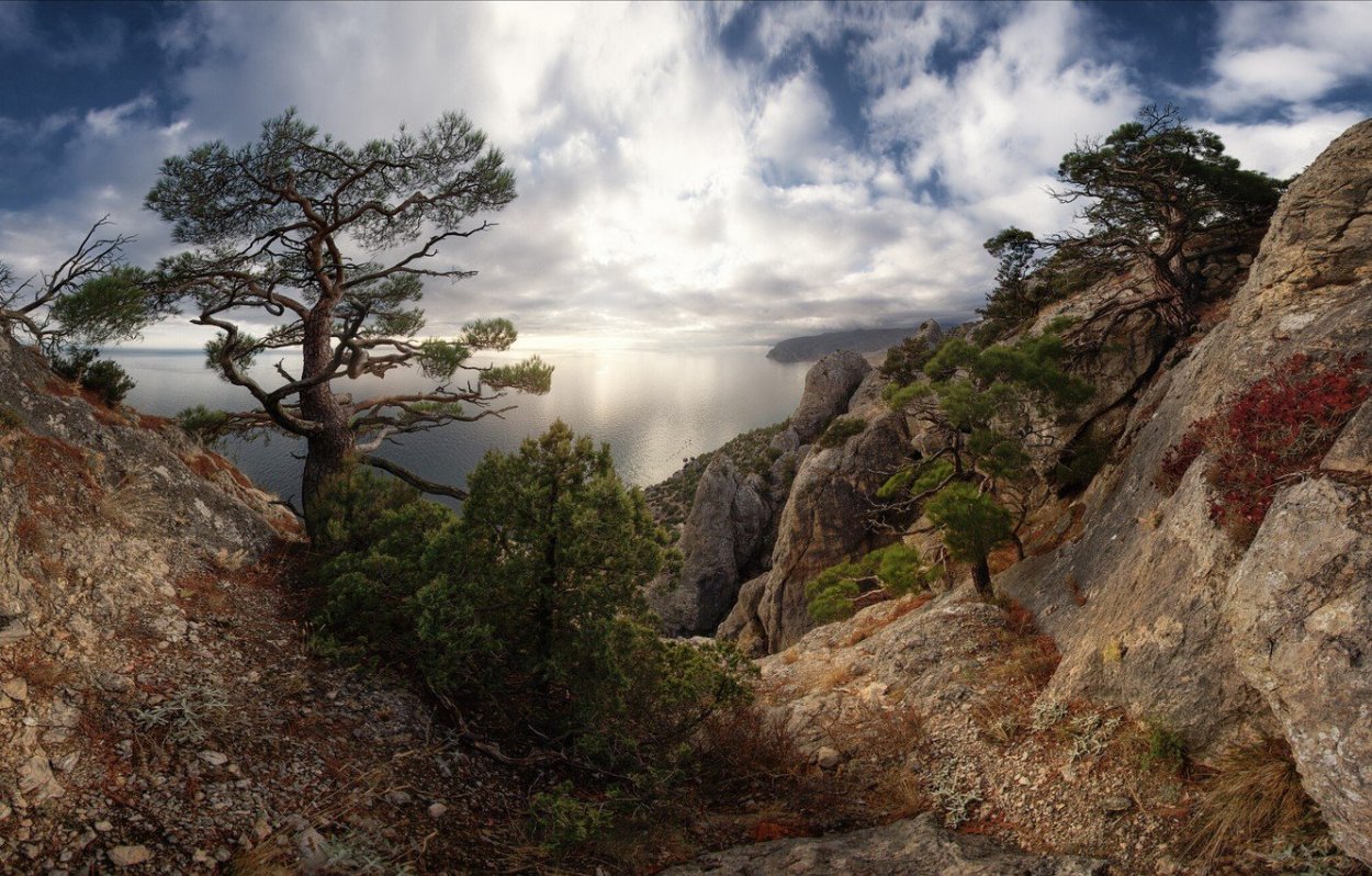 Сосна Пицундская (Станкевича).