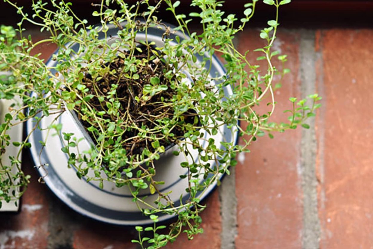 Вербейник монетчатый ампельный