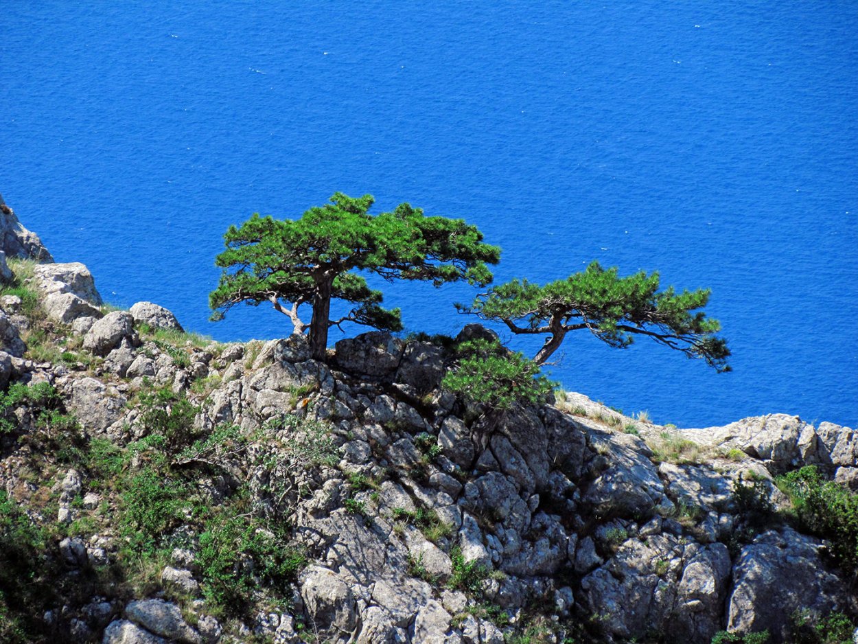 Новый свет сосна Станкевича