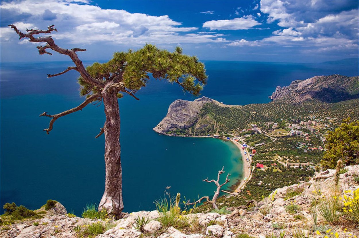 Новый свет Крым можжевеловая роща