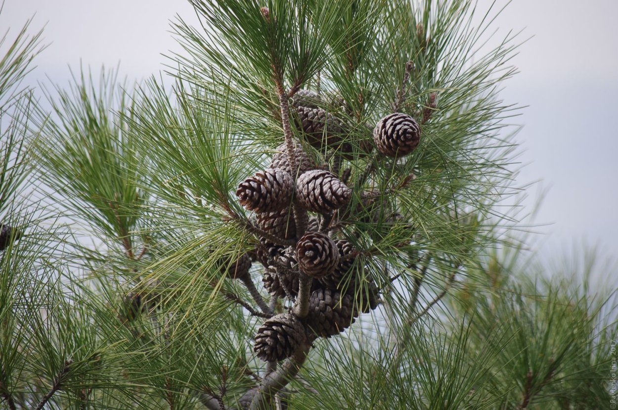 Новый свет сосна Станкевича