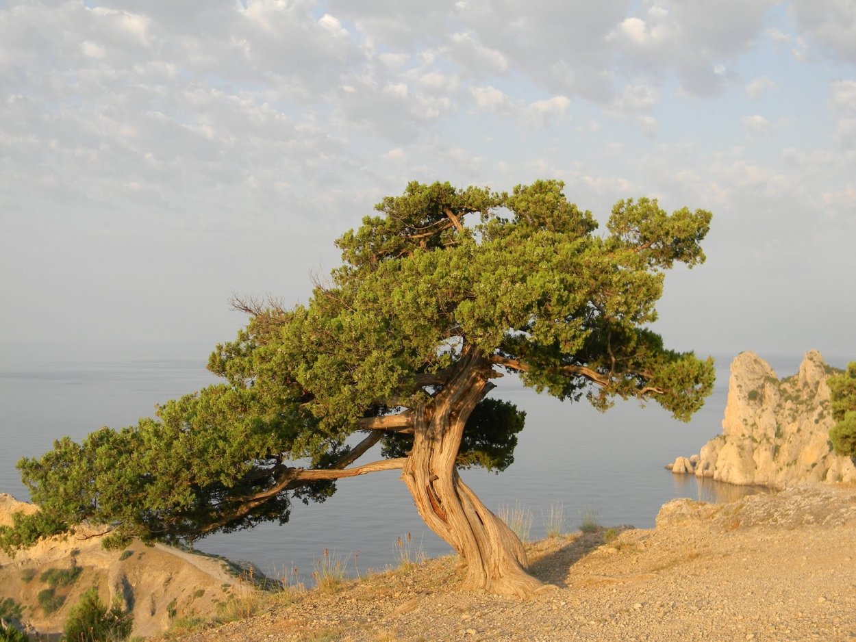 Сосна на скале