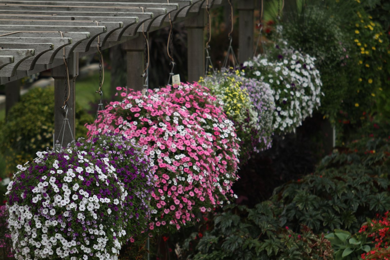 Специи розмарин и тимьян