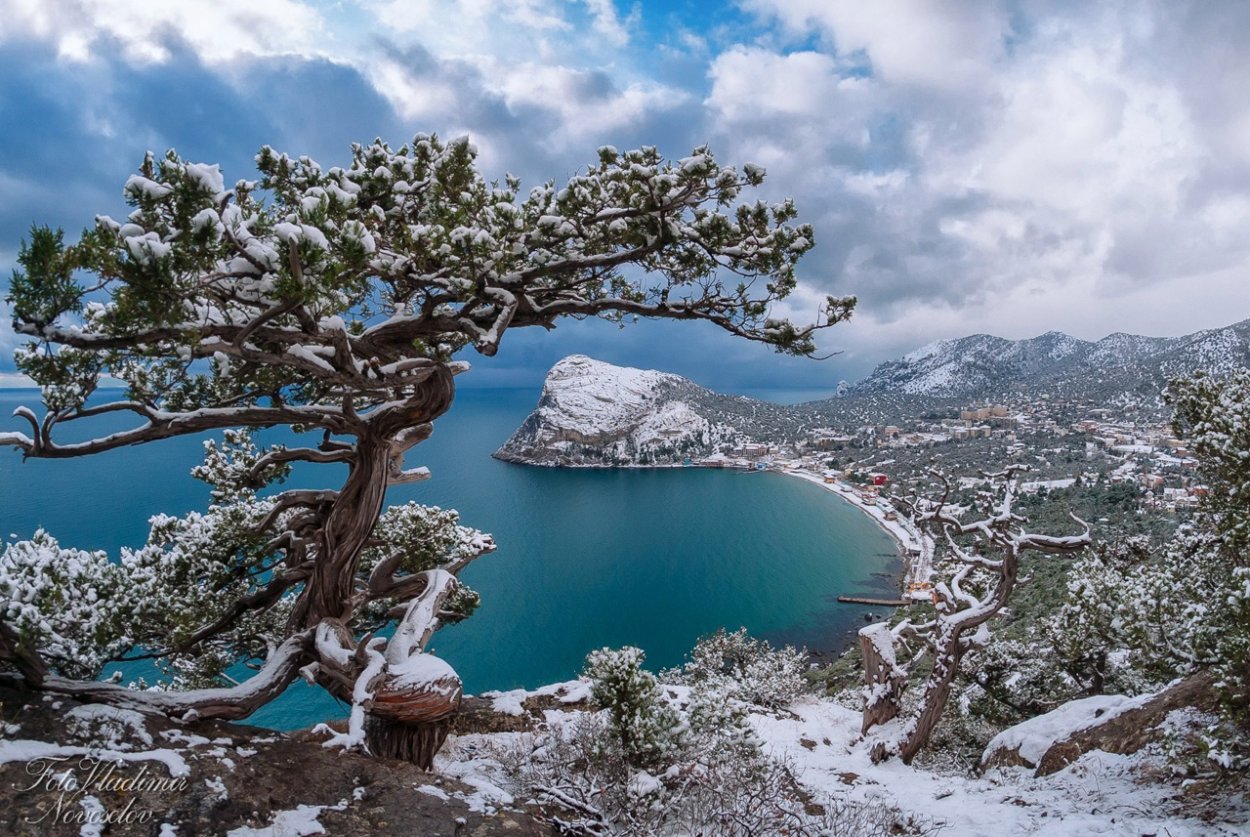 Сосна Станкевича пик космос