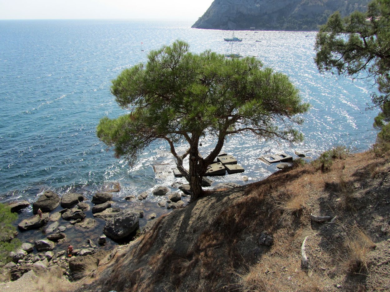 Крымская сосна-самолёт Станкевича