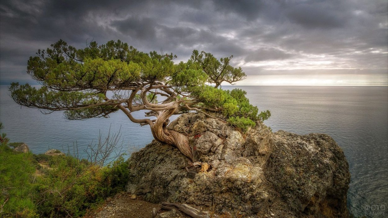 Можжевельник на ай Петри